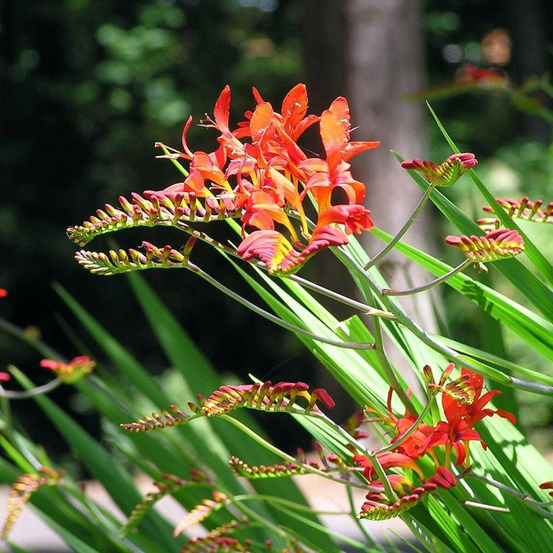 Crocosmia clyvia lot de 3 godets