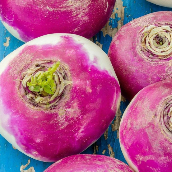 Graines de navet globe à collet violet - vilmorin sachet