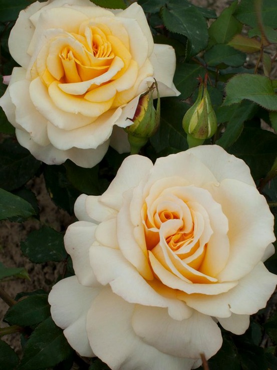 Rosier thé moderne 'sunny sky' pot de 4l/5l