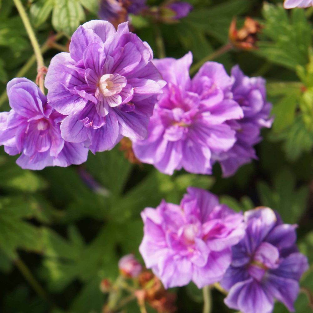 2-g-raniums-vivaces-fleurs-doubles-bleue-le-paquet-de-2-racines