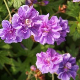 2 G raniums Vivaces Fleurs Doubles Bleue Le Paquet De 2 Racines 2-g-raniums-vivaces-fleurs-doubles-bleue-le-paquet-de-2-racines
