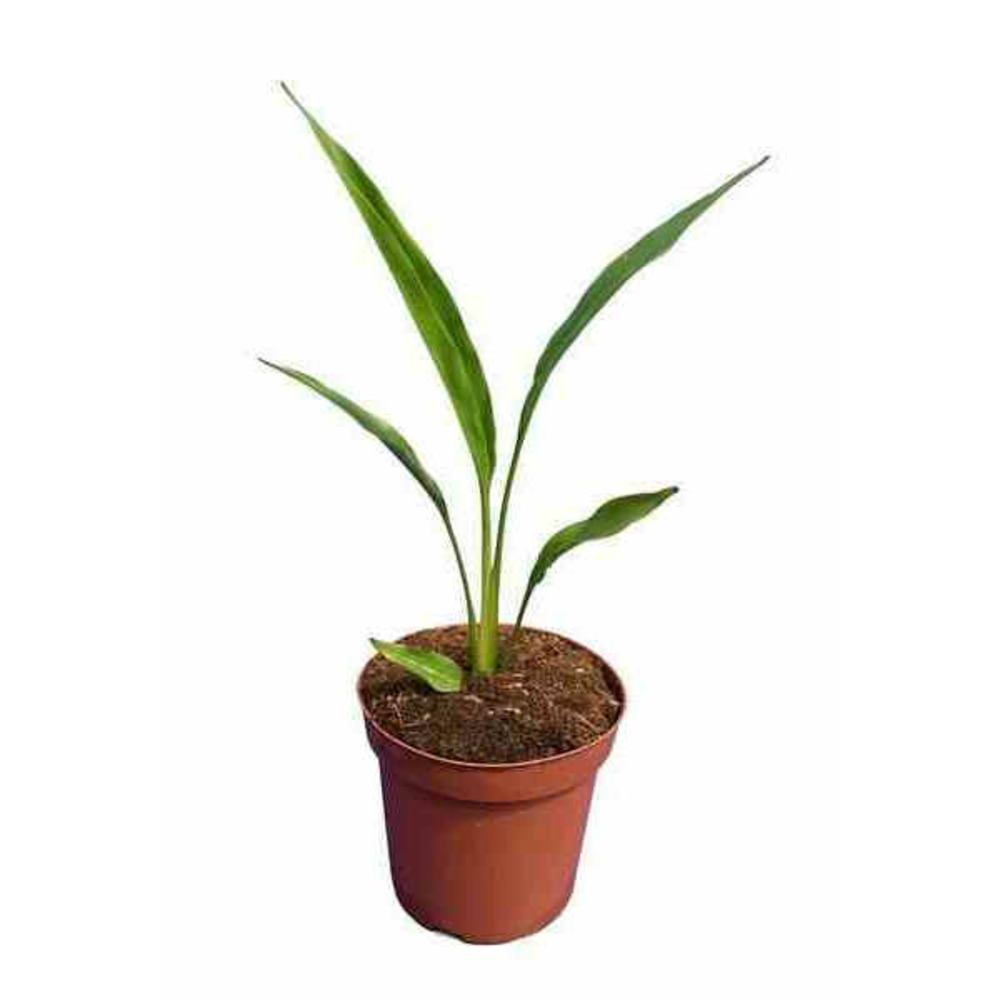 Ravenala madagascariensis (arbre du voyageur) pot de 130l multitroncs 100/125cm