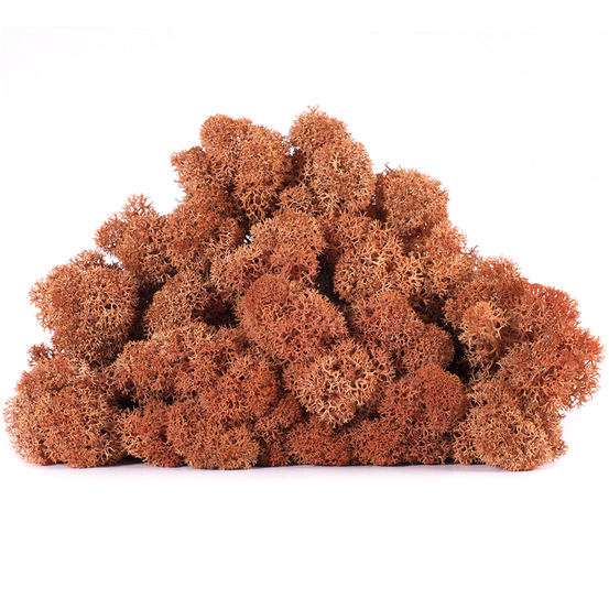 Lic/4073 lichen stabilisée mangue box 4 kg