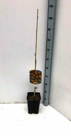 Carya illinoinensis (noix de pecan, pacanier)   vert - taille pot de 15 litres ? 140/160 cm