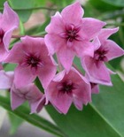Hoya dennisii (fleur de porcelaine, fleur de cire)   rose - taille pot de 2 litres - 20/40 cm