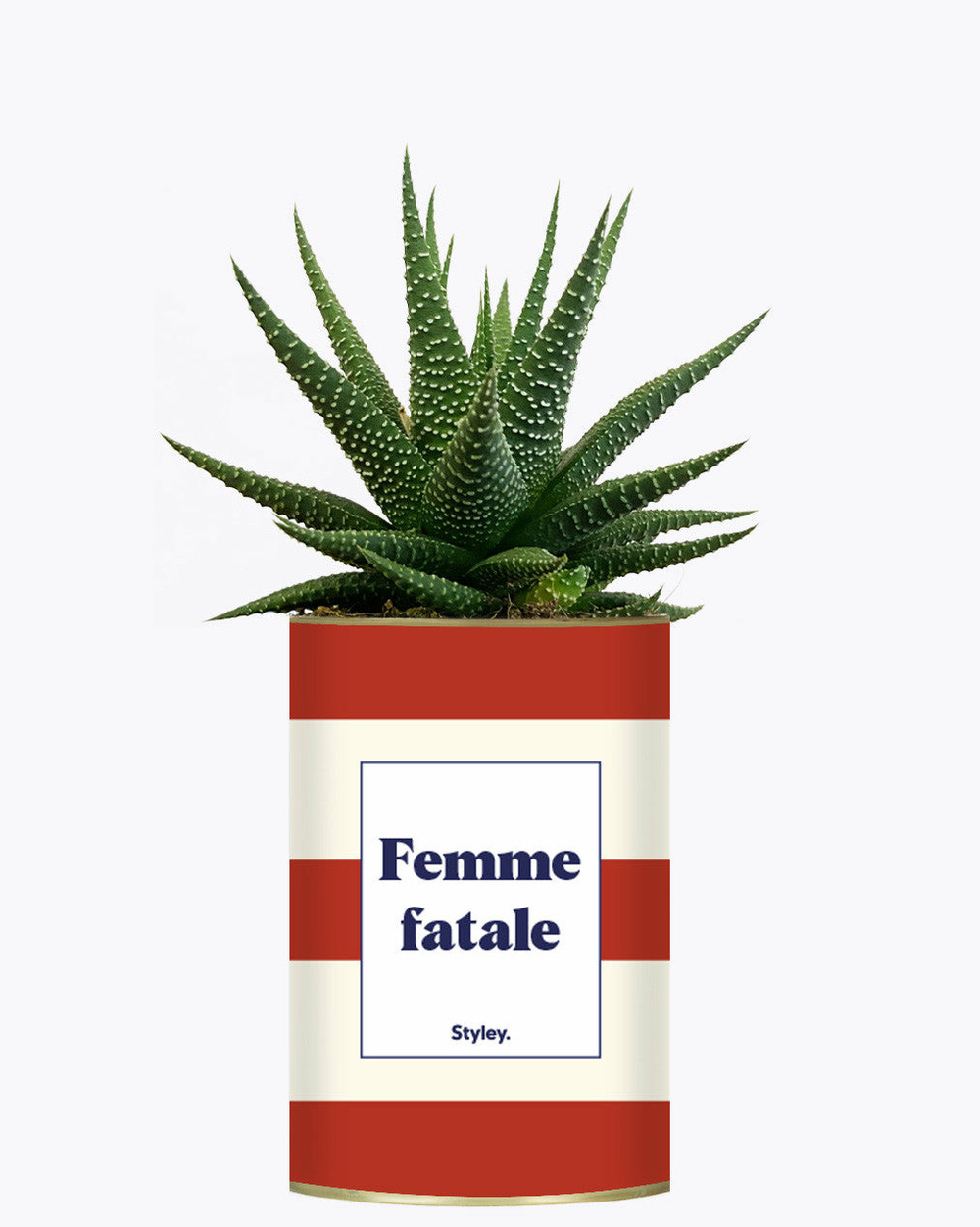 Plante à message - femme fatale - plante
