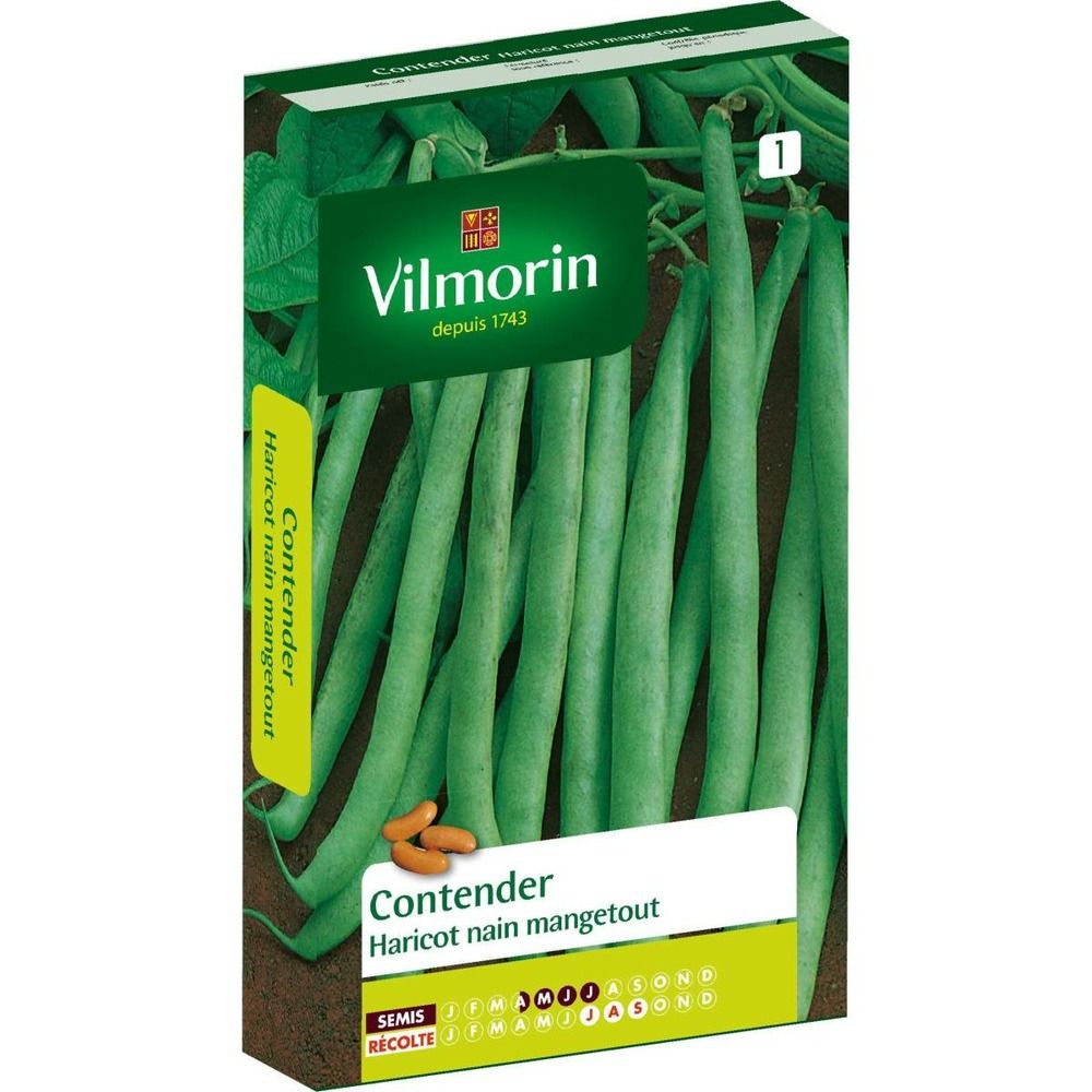 Graines de haricot nain mangetout contender