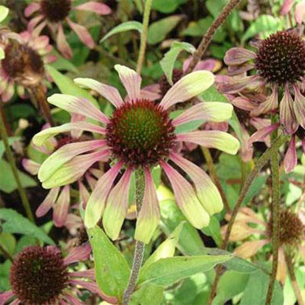 Rudbeckia pourpre 'green twister' godet de 8/9 cm