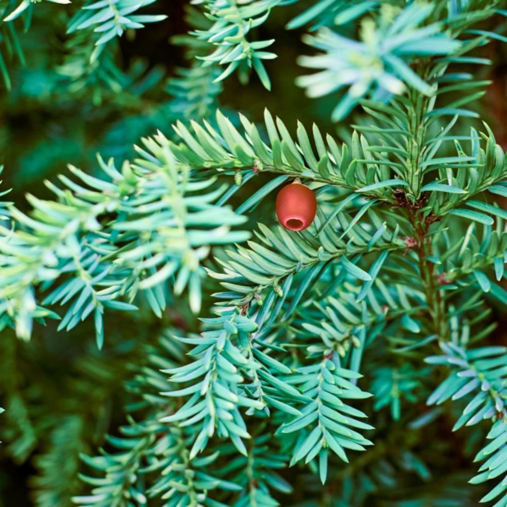 If commun - taxus baccata en motte 100/120cm