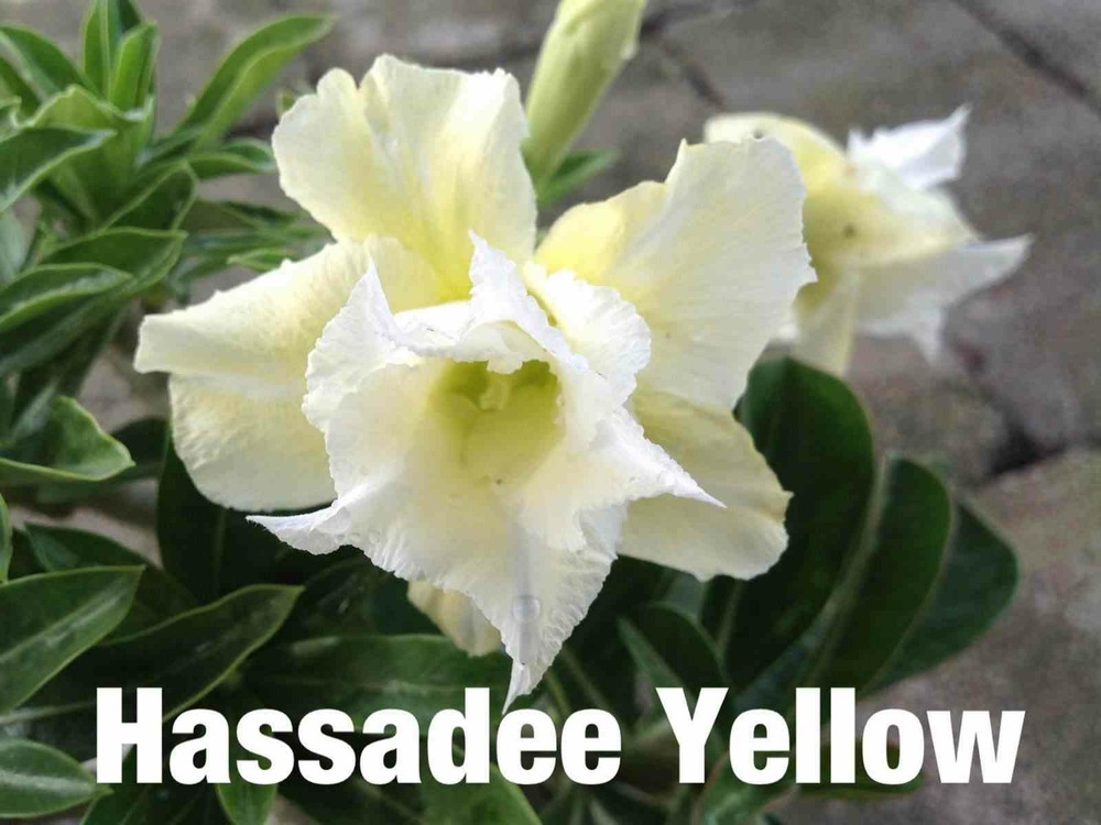 Adenium obesum cv.hussadee yellow caudex d'environ 150g
