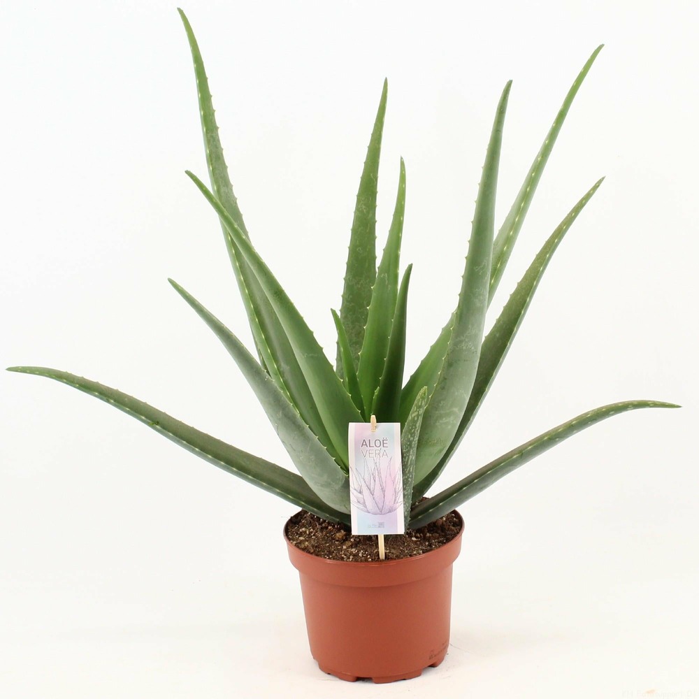 Aloe vera - h70 cm - ø19 cm