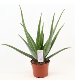 Aloe vera - h70 cm - ø19 cm