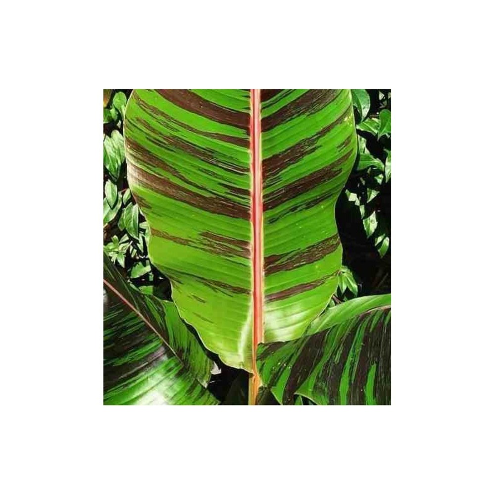 Bananier musa sikkimensis cv. 