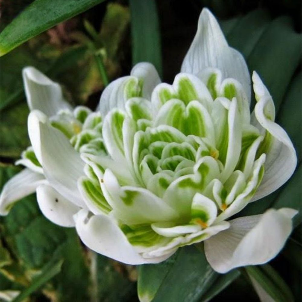 Perce-neige 'flore pleno' bulbe calibre 5+ (par 10)