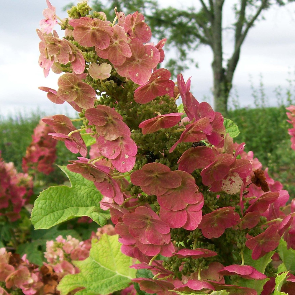 Hortensia à feuilles de chêne 'ruby slippers' pot de 3l/4l