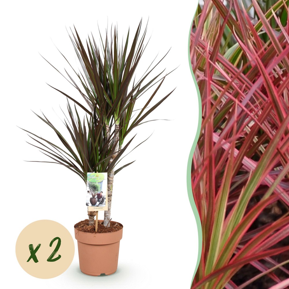 Dracaena magenta – lot de 2 – pot 17 cm – hauteur 70-80 cm