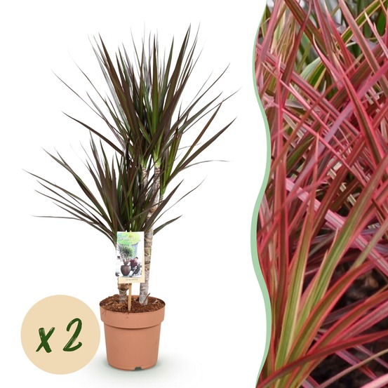 Dracaena magenta – lot de 2 – pot 17 cm – hauteur 70-80 cm
