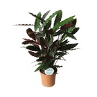 Plante d'intérieur - calathea rufibarba 55.0cm