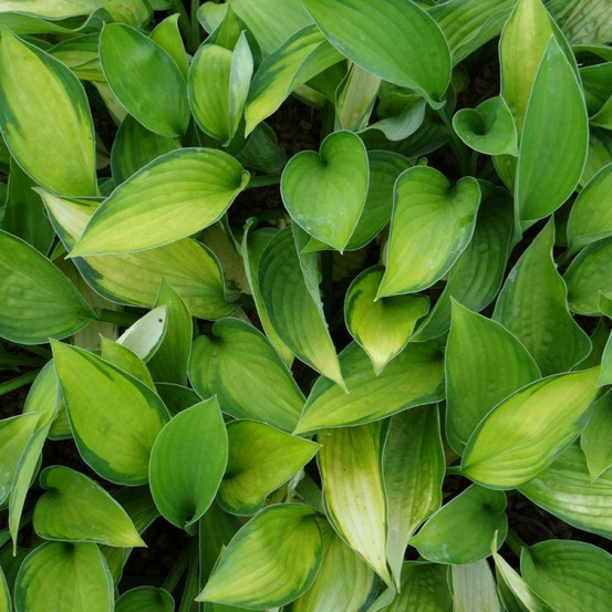 Hosta gold standard lot de 9 godets