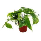 Lierre à motifs blancs et colorés - epipremnum variegata - scindapsus - pot de 12cm - plante d'intérieur grimpante