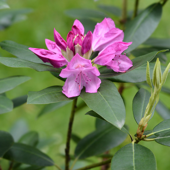 Rhododendron ponticum 'roseum' pot de 4l/5l