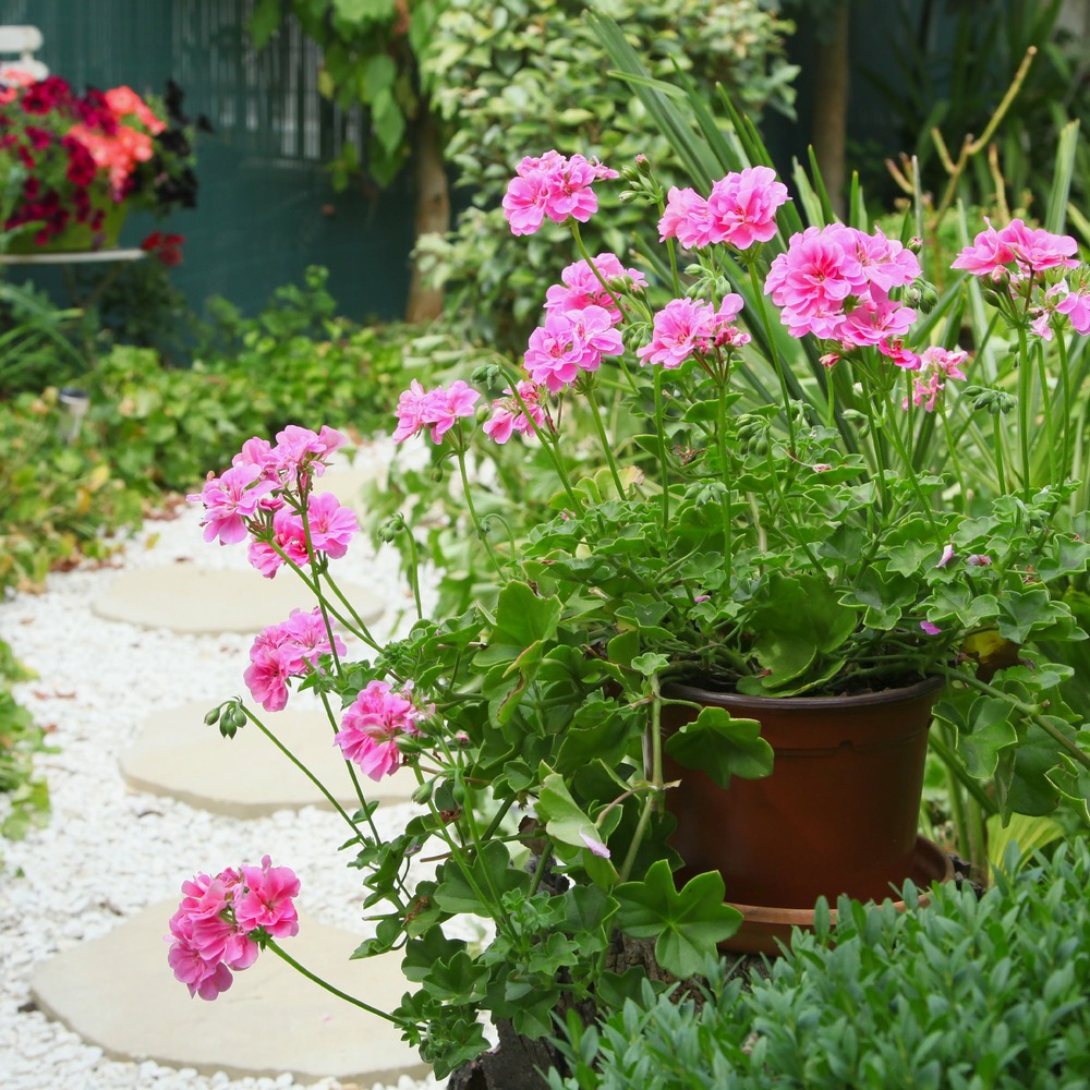 Géranium lierre double rose - le pot / ø 10,5cm, vendu par lot de 2