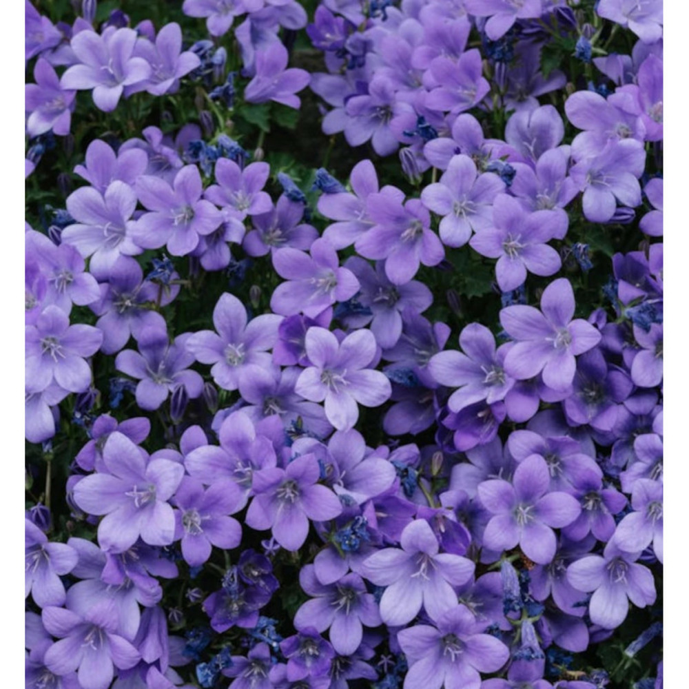 Campanule portenschlagiana variée pot de 2 litres