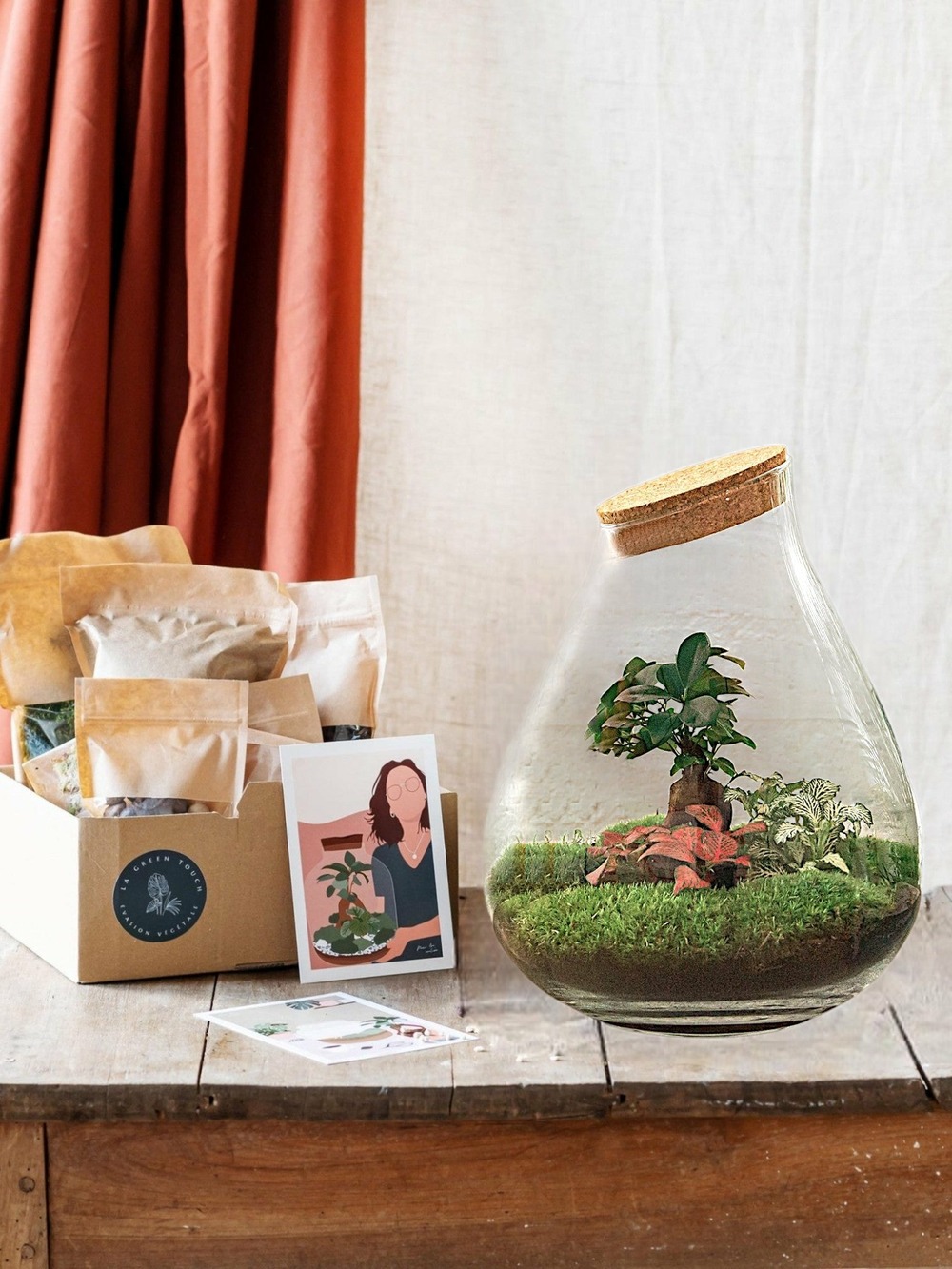 Kit terrarium diy - doorn ficus + 2 fittonia - rateau + pelle + pince
