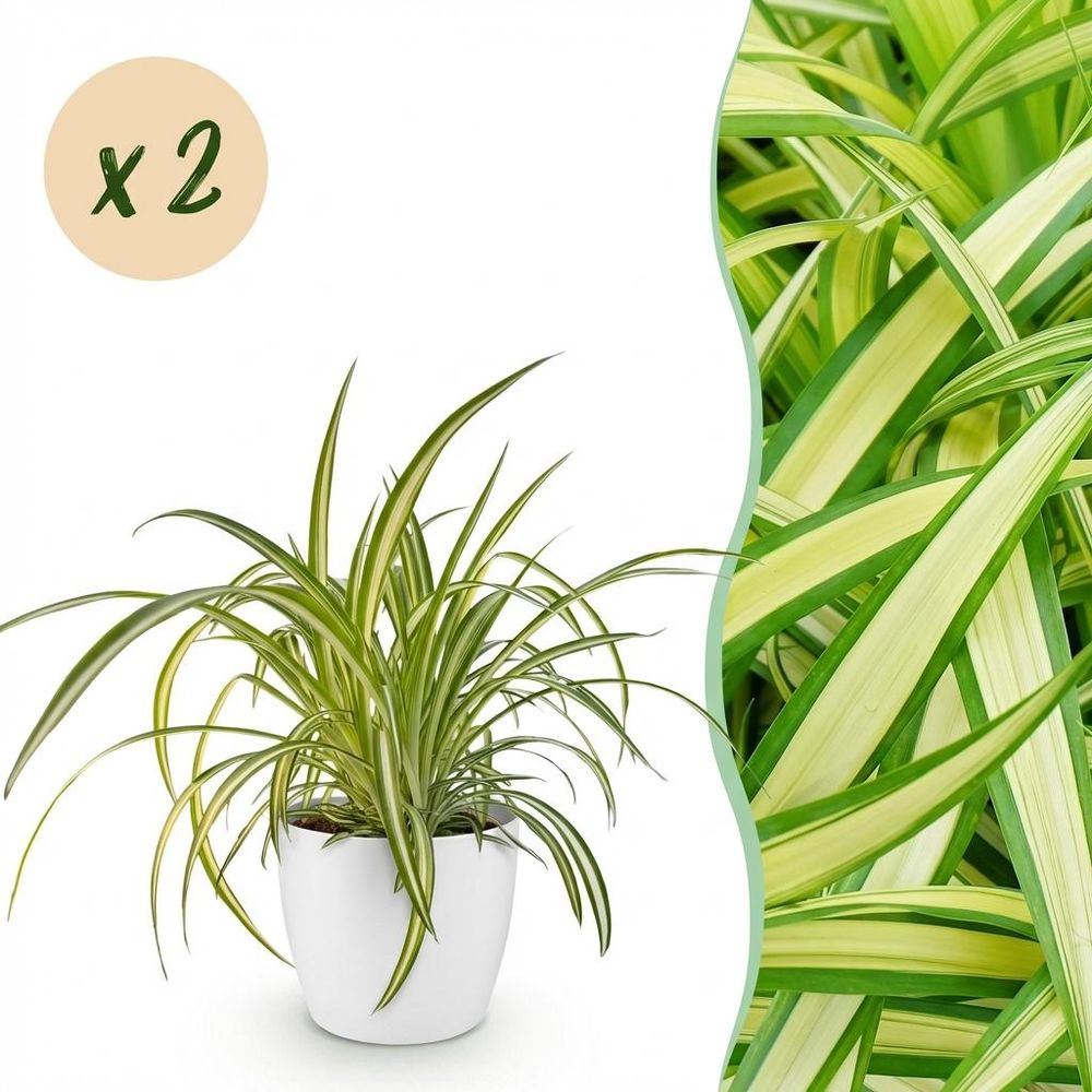 Chlorophytum comosum variegatum - pet-friendly - plante araignée - pot de 12cm - hauteur 20-30cm - plantes d'intérieur