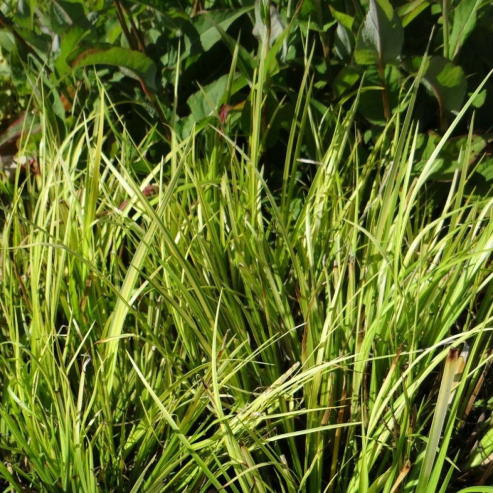 Acore gramineus ogon, acorus lot de 5 godets