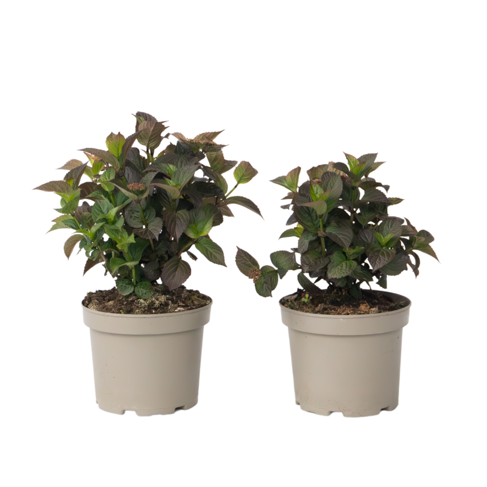 Hortensia - set de 2 - hydrangea 'dare devil' - hauteur 25-40cm - ⌀19cm