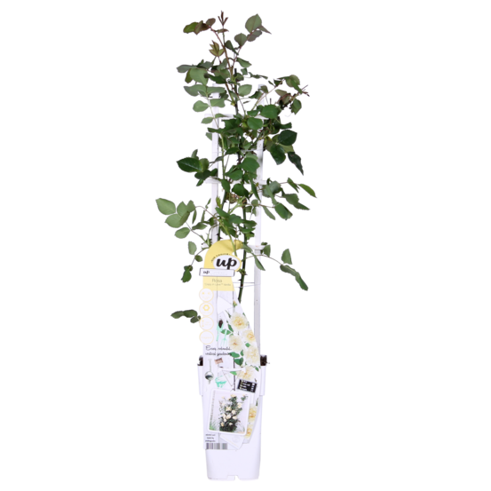 Rosa crazy in love 'vanilla' - rose crã¨me - h65 cm - ø15 cm