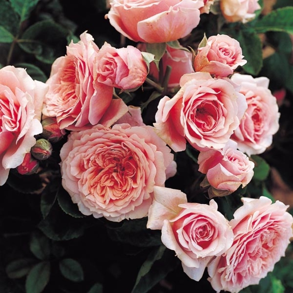 Rosier générosa® 'william christie'® pot de 4l/5l