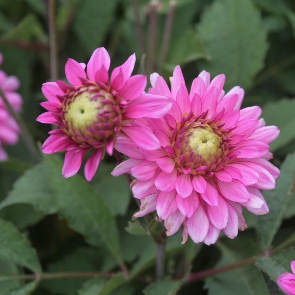 Dahlia nain double 'melody lizza' bulbe calibre i