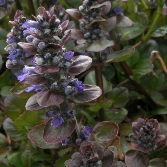Bugle rampante catlin's giant, ajuga lot de 3 godets