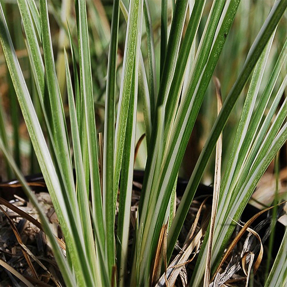 Acore graminée hakuro-nishiki - le pot / 8cm