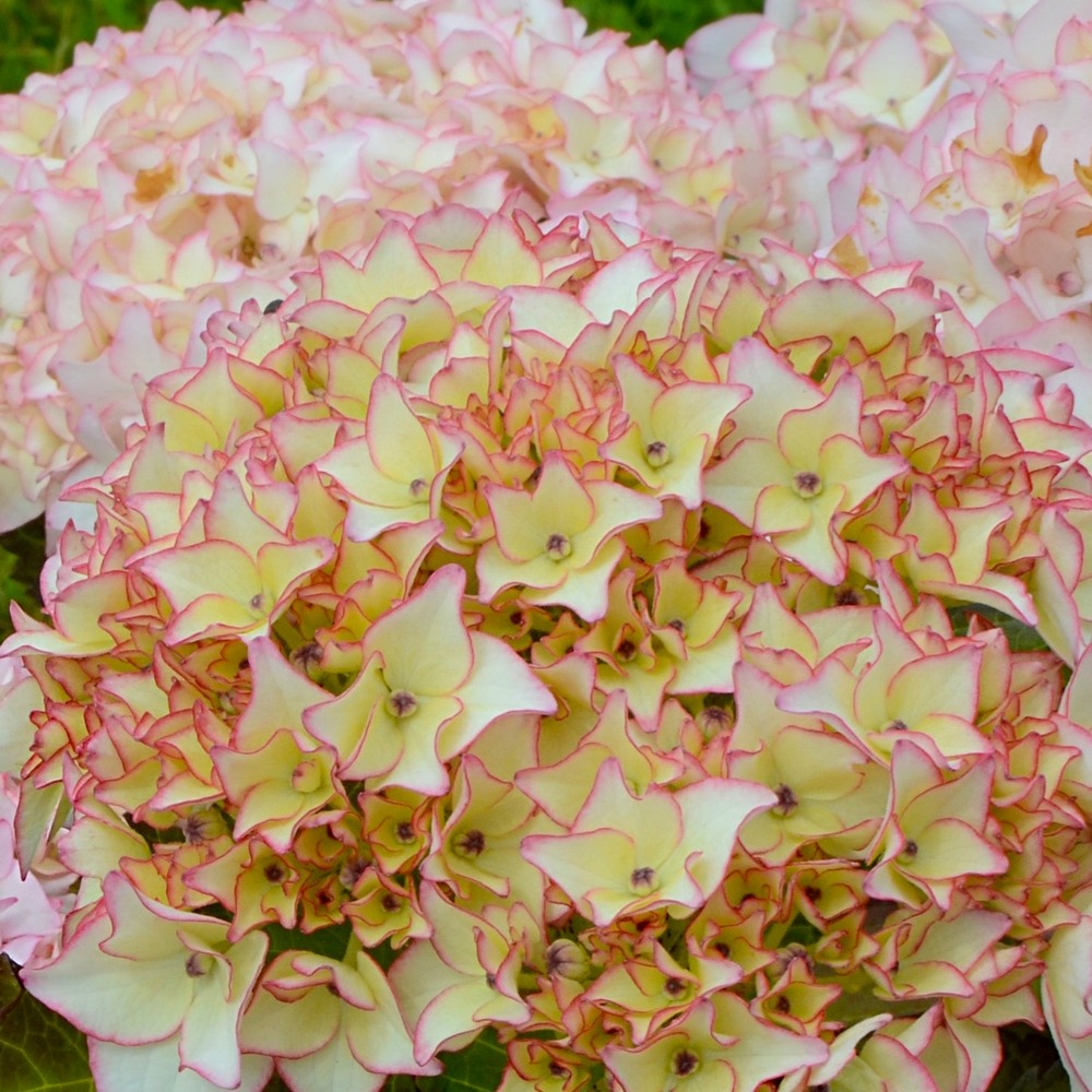 Hortensia dolce ® france - le pot / ø 9cm, vendu par lot de 4