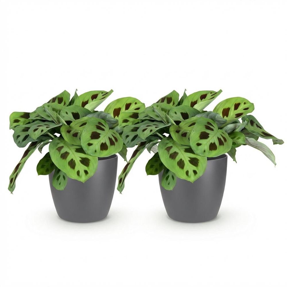 Maranta fascinator kerchoveana - pet-friendly - pot de 12cm - hauteur 25cm