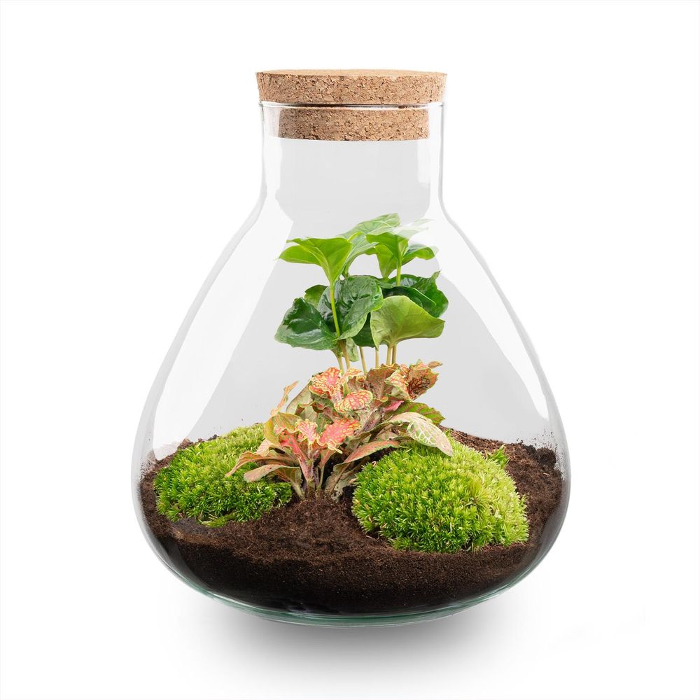 Terrarium à composer bouteille en verre recyclé - ø22-h26cm - sans outils - terrarium diy
