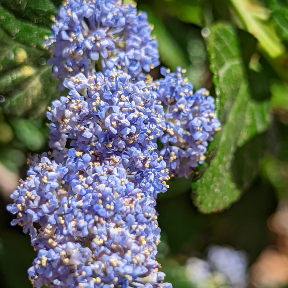 Céanothe del henri defosse - ceanothus del henri defosse 50/60 cm pot 3l