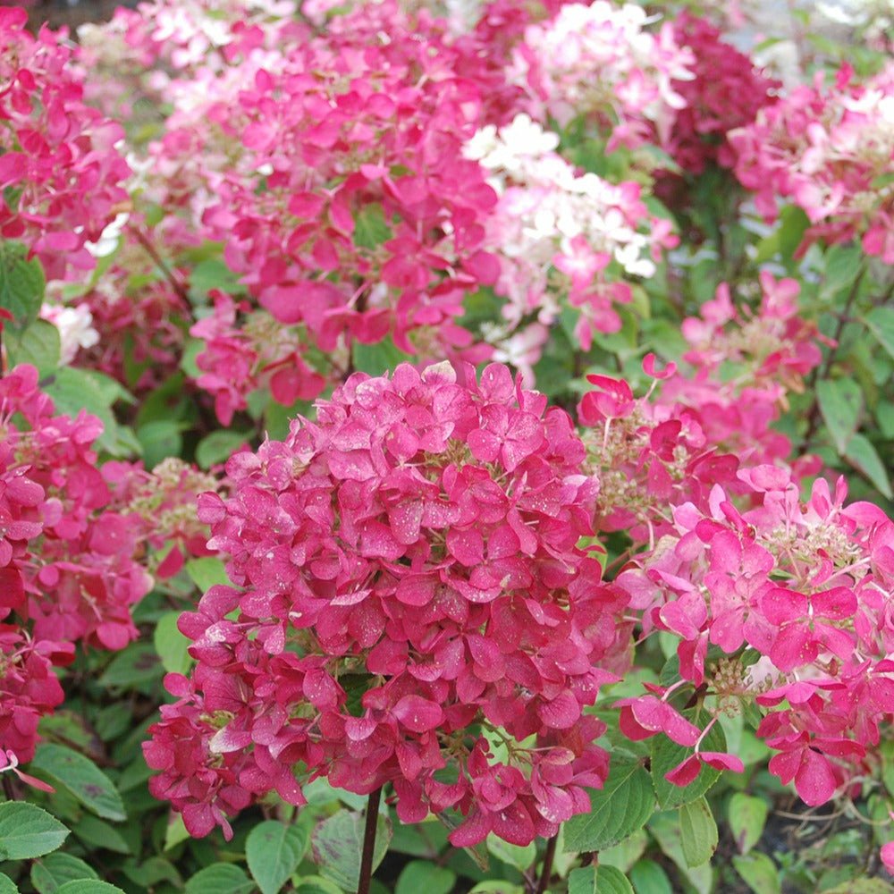 Hortensia paniculé diamant rouge - le pot / 8cm, vendu par lot de 4