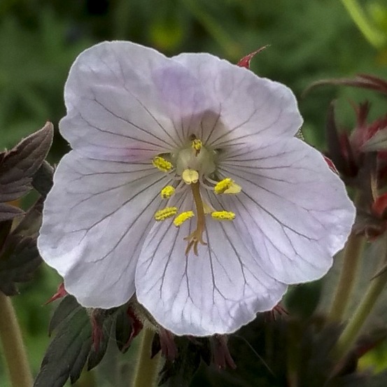 Géranium vivace des près 'black'n white army' godet de 8/9 cm