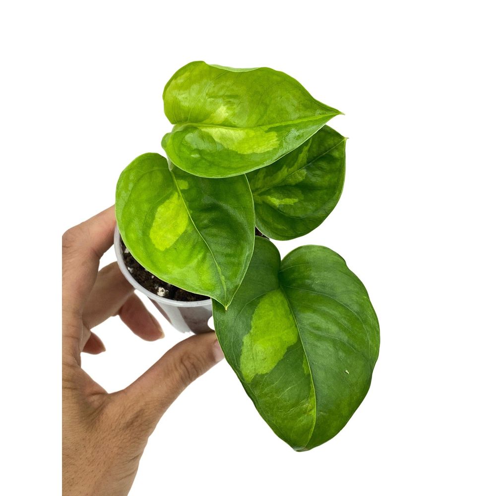Epipremnum global green - pot de 6cm - plantes d'intérieur
