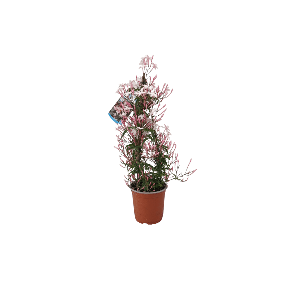 Jasmin polyanthum pot ø 14 cm parfumée / 40 à 50 cm