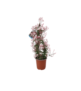 Jasmin polyanthum pot ø 14 cm parfumée / 40 à 50 cm