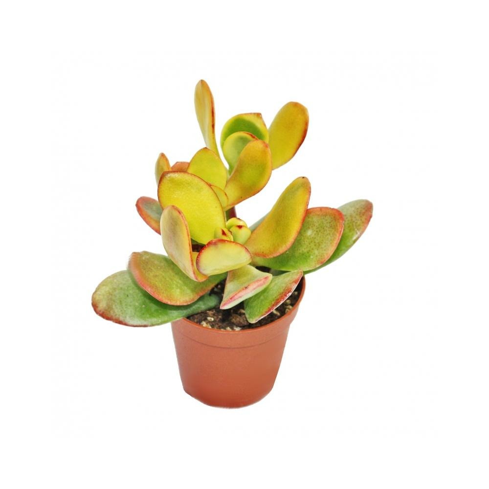 Crassula portulacea sunset - grande plante en pot de 12 cm