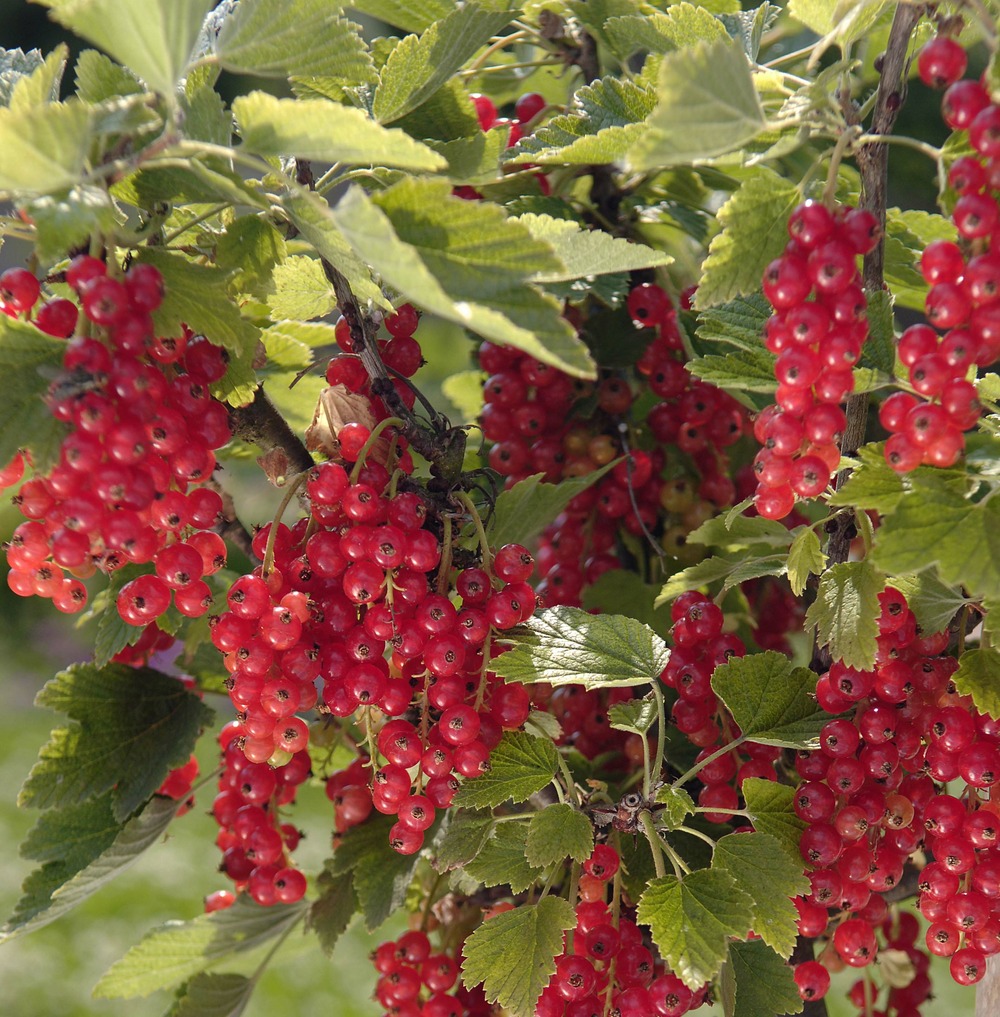 Groseillier-raisin 'agate rouge' pot de 2l/3l, buisson