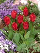 10 tulipes showwinner, le sachet de 10 bulbes / circonférence 11-12cm