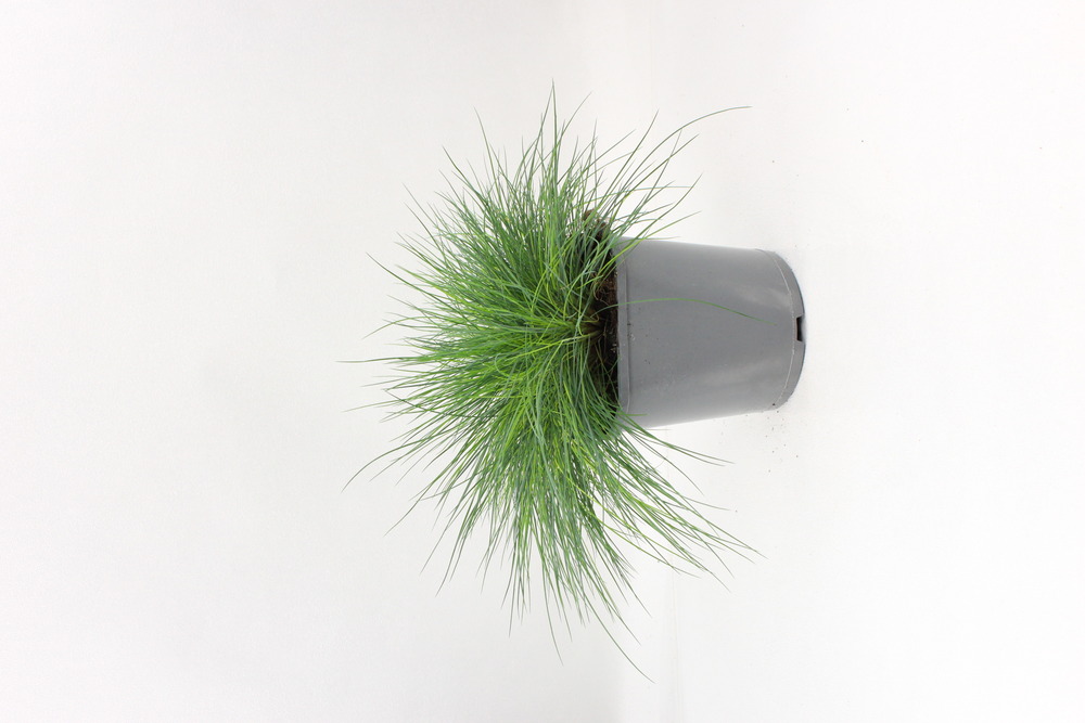 Festuca glauca pot 2 l