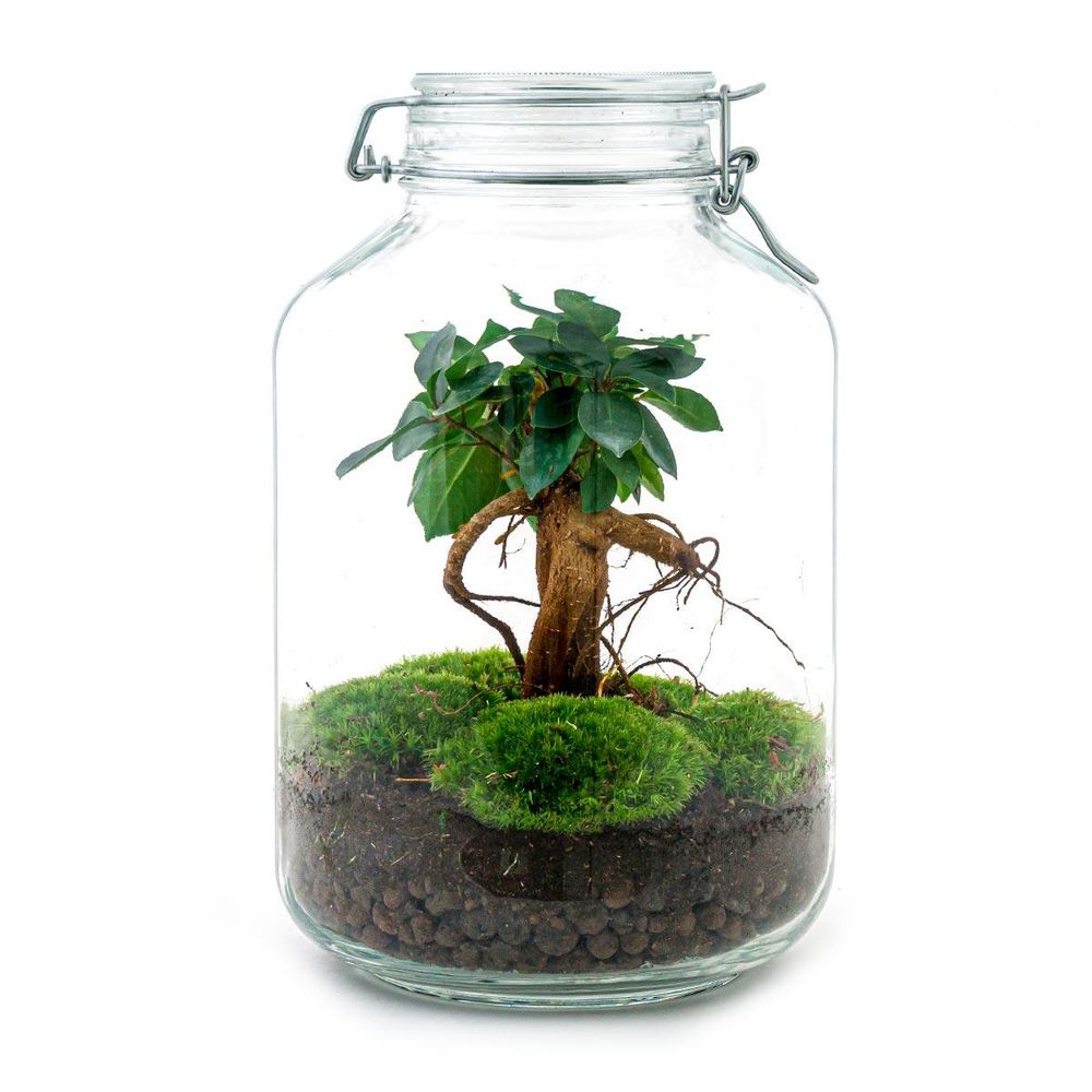Terrarium à composer bouteille en verre recyclé - ø18-h28cm - sans outils - ficus ginseng - terrarium diy